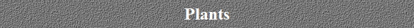 Plants