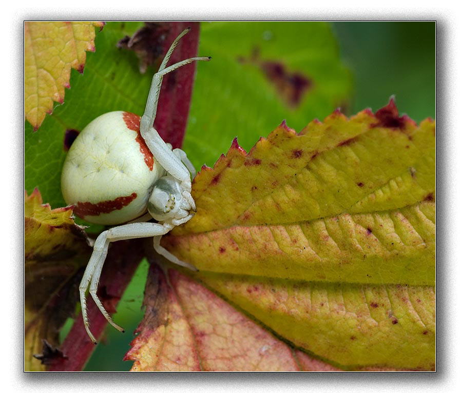 Crab Spider 