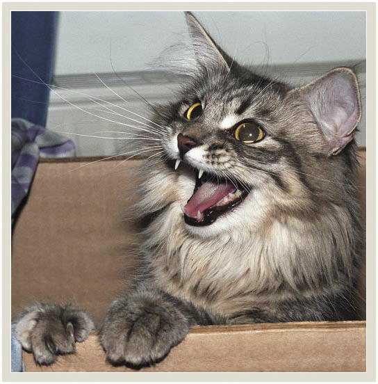 unsuccessful-kittendocument